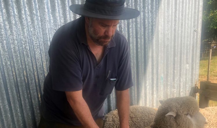 Para la Corriedale “el Prado es una muestra de mucha calidad”