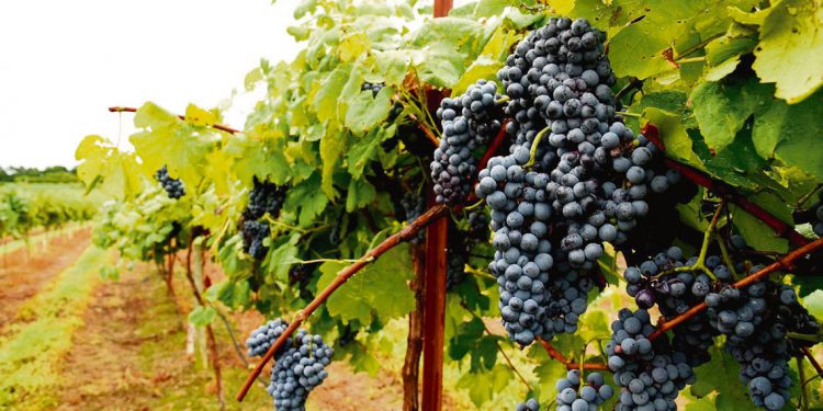 Aramir Silva reclamó un análisis profundo del sector vitivinícola