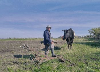 La historia viviente del arado con bueyes