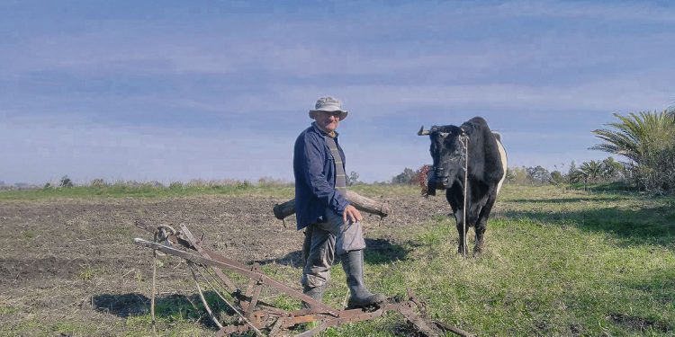 La historia viviente del arado con bueyes