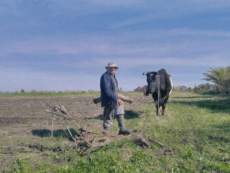 La historia viviente del arado con bueyes