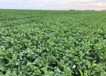 Un futuro desafiante