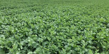 Un futuro desafiante