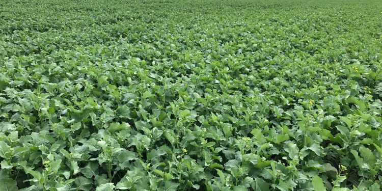 Un futuro desafiante