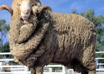 Uruguay tiene entre 25 y 26 millones de kilos de lana en stock