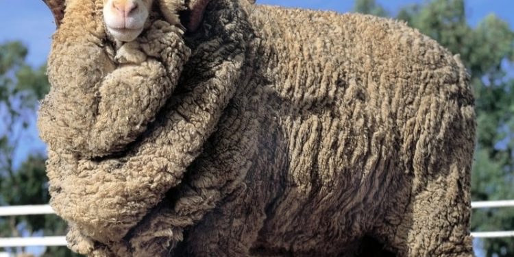 Uruguay tiene entre 25 y 26 millones de kilos de lana en stock
