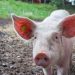 FAO dijo que América debe estar “alerta” ante la peste porcina