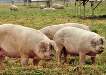 Producción rentable de cerdos
