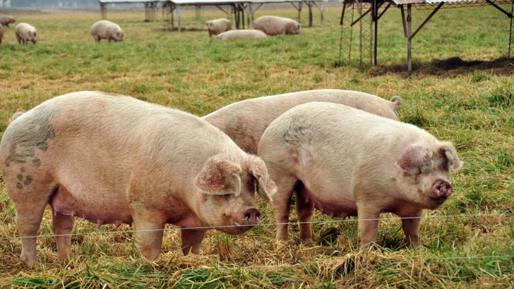 Producción rentable de cerdos