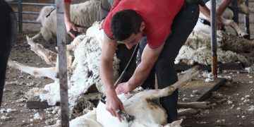 Nueva caída de la lana que retrocedió su valor a US$ 9,70