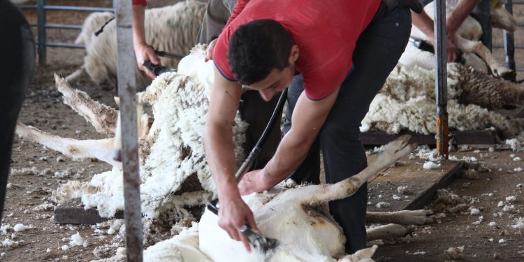 Nueva caída de la lana que retrocedió su valor a US$ 9,70