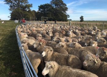El Movimiento de la Juventud Agraria entrega borregas a 8 productores de Canelones, Lavalleja y Florida