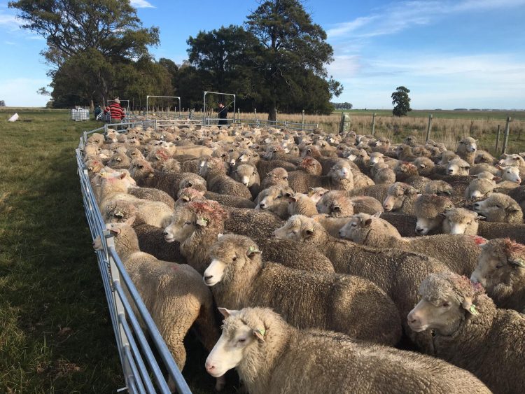 El Movimiento de la Juventud Agraria entrega borregas a 8 productores de Canelones, Lavalleja y Florida