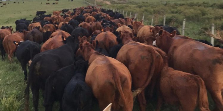 Julio cerró con excelentes precios del ganado