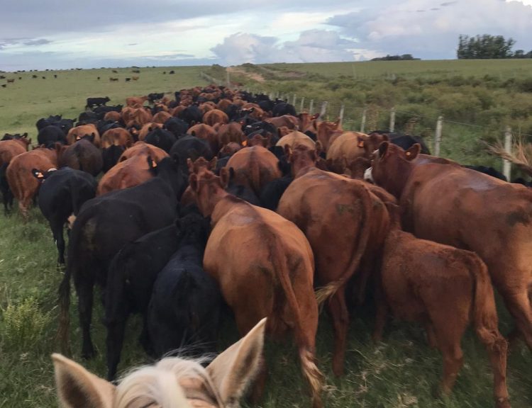 Julio cerró con excelentes precios del ganado