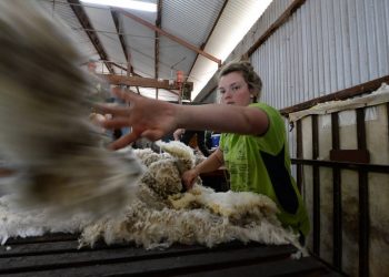 El mercado de lanas cayó 5,3% y cerró a US$ 10,10