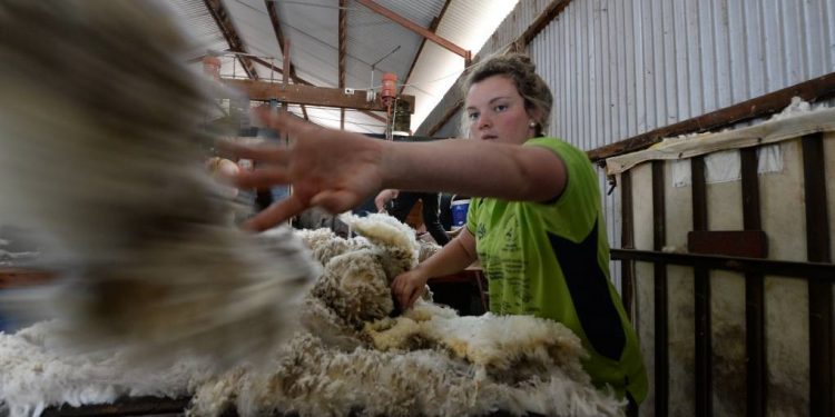 El mercado de lanas cayó 5,3% y cerró a US$ 10,10