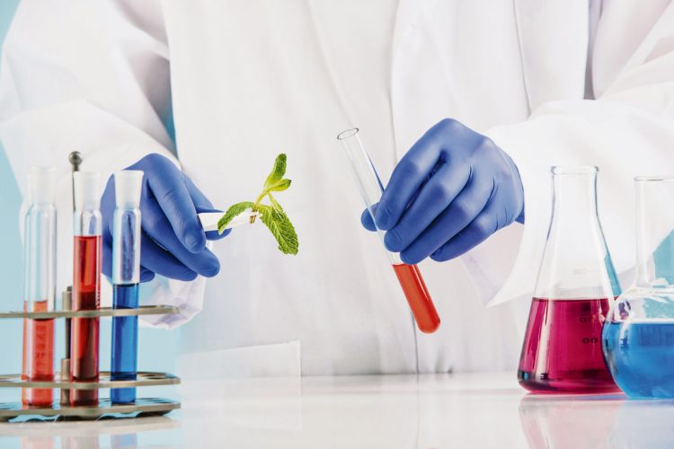 Los desafíos de la bioprospección de plantas medicinales en Uruguay