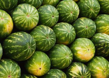 Productores de sandía procuran junto a autoridades mejorar su local en la UAM