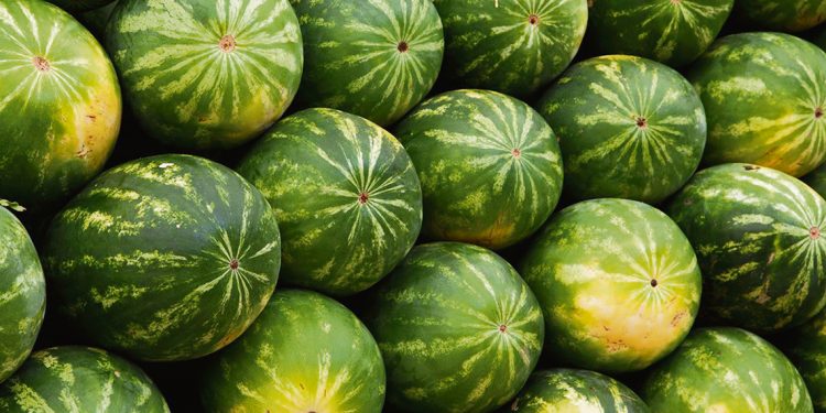 Productores de sandía procuran junto a autoridades mejorar su local en la UAM