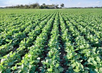 Geonivelación en arroz y soja para un mejor desarrollo de los cultivos