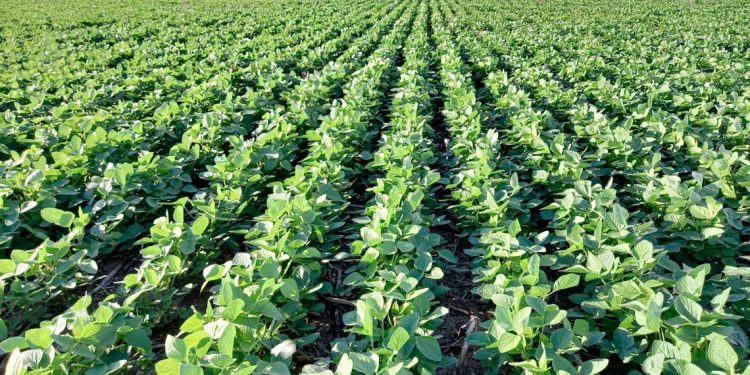 Geonivelación en arroz y soja para un mejor desarrollo de los cultivos