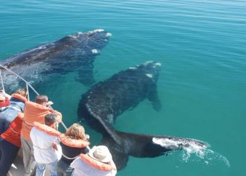La cuna de la naturaleza: fauna en Península Valdés