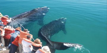 La cuna de la naturaleza: fauna en Península Valdés