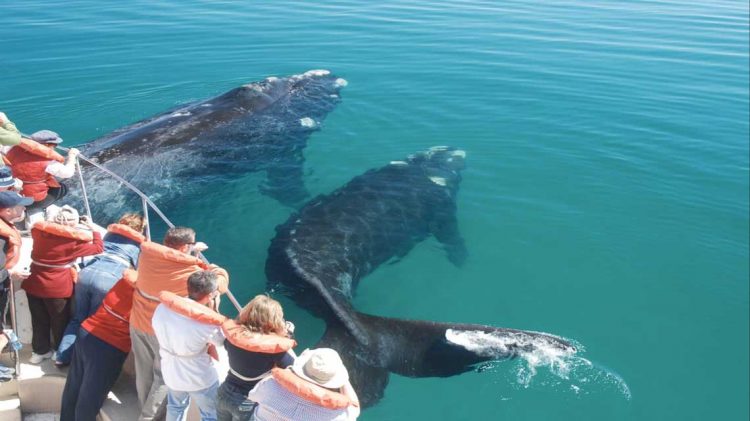 La cuna de la naturaleza: fauna en Península Valdés