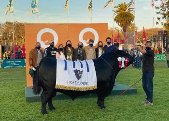 San Gregorio Ganadera va a defender el título Gran Campeón Angus