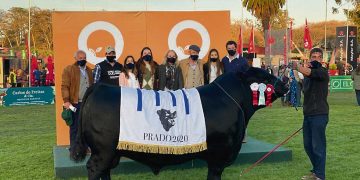 San Gregorio Ganadera va a defender el título Gran Campeón Angus