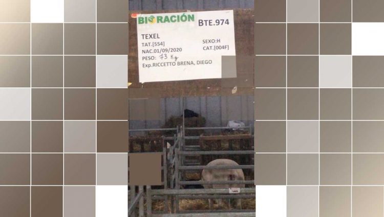 Uruguay debe aumentar el stock ovino o nos quedaremos sin corderos