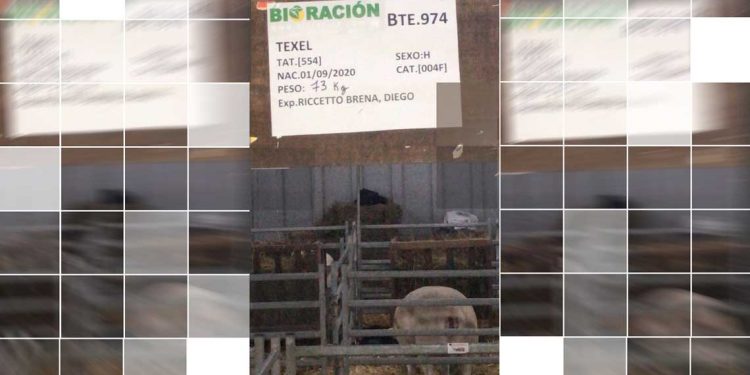 Uruguay debe aumentar el stock ovino o nos quedaremos sin corderos