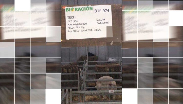 Uruguay debe aumentar el stock ovino o nos quedaremos sin corderos