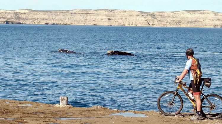 La cuna de la naturaleza: fauna en Península Valdés