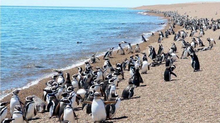 La cuna de la naturaleza: fauna en Península Valdés