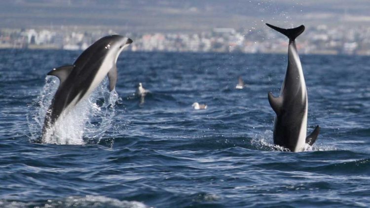 La cuna de la naturaleza: fauna en Península Valdés