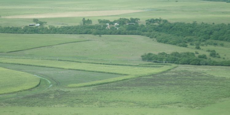 El precio promedio de tierras para uso agropecuario cayó 6% en el primer semestre