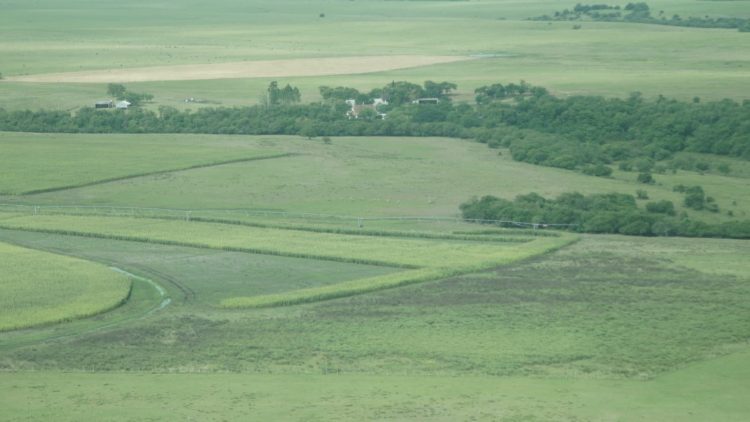 El precio promedio de tierras para uso agropecuario cayó 6% en el primer semestre