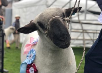 Escuela Agraria de Montes ganó el Reservado Gran Campeón Hampshire Down