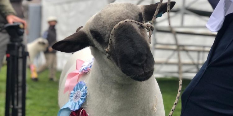 Escuela Agraria de Montes ganó el Reservado Gran Campeón Hampshire Down