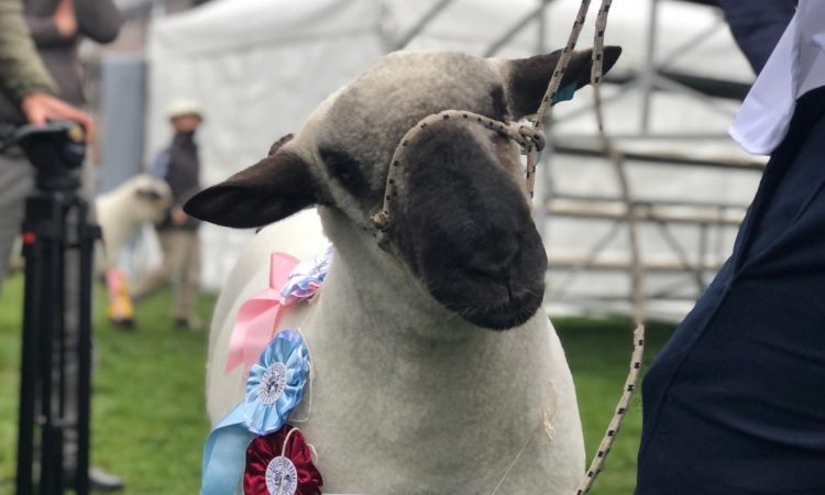 Escuela Agraria de Montes ganó el Reservado Gran Campeón Hampshire Down