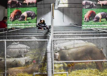 “Tenemos un mercado emergente en la producción porcina”