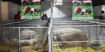 “Tenemos un mercado emergente en la producción porcina”