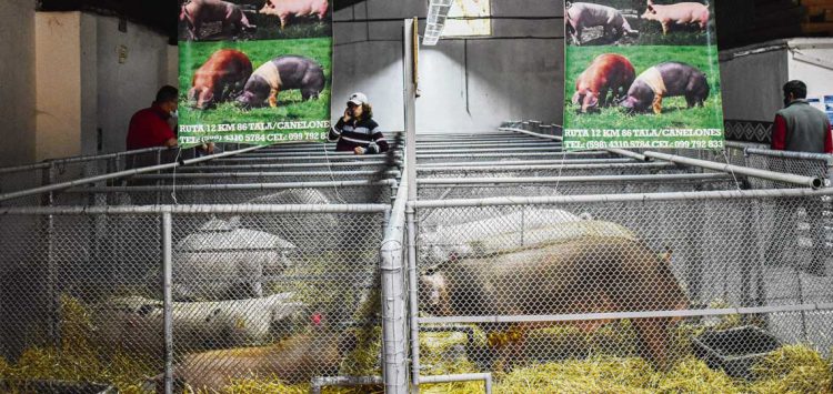 “Tenemos un mercado emergente en la producción porcina”