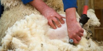 La lana se recupera y supera los diez dólares