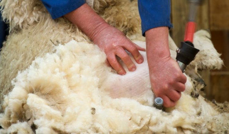 La lana se recupera y supera los diez dólares