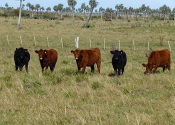 Ceres: “El sector agropecuario ha empujado la recuperación de la actividad”