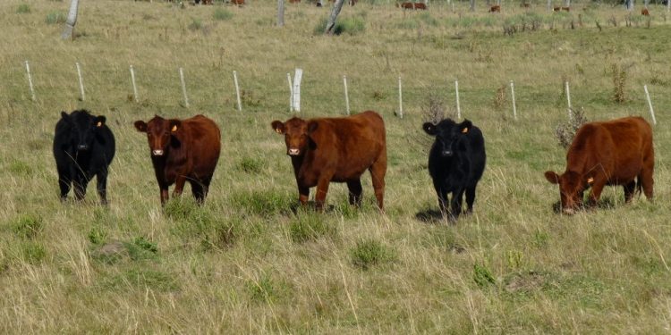 Ceres: “El sector agropecuario ha empujado la recuperación de la actividad”