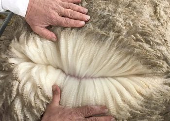 El valor internacional de la lana llega a su menor precio de la zafra